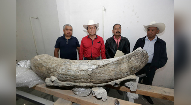 Hallan restos de un mamut en Puebla