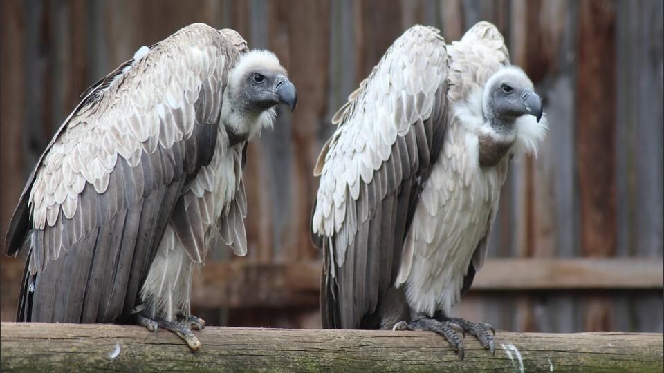 Mueren 537 buitres tras comer restos de elefantes envenenados