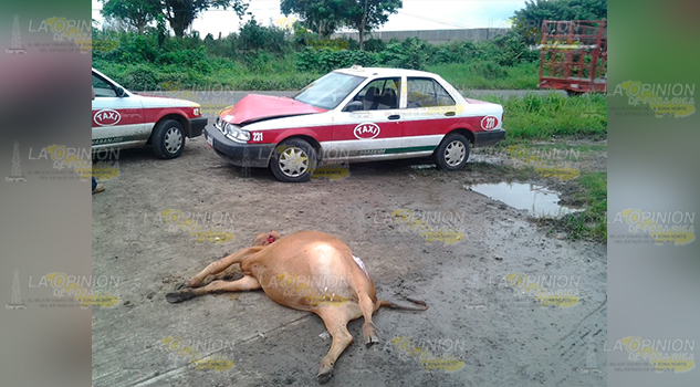 Piden precaución por animales sueltos, a conductores que circulan por la 180