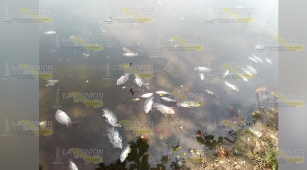 Mortandad de peces en el Jaguey, es por el bajo nivel del agua