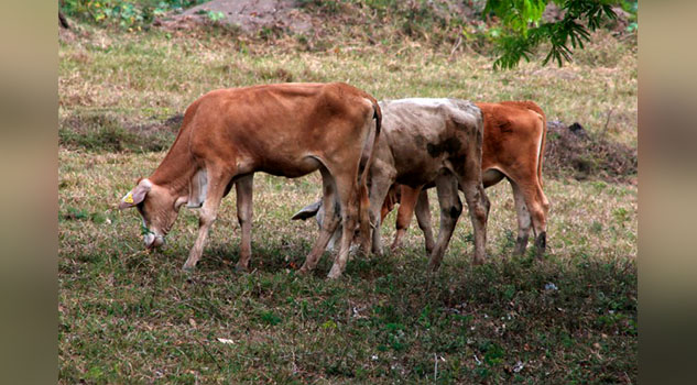 Sequía acaba con ganado veracruzano; época de vacas flacas
