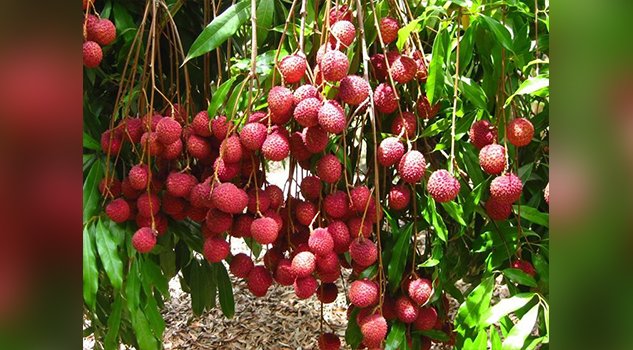 Casi cien niños muertos por encefalitis ligada a fruta de lichis