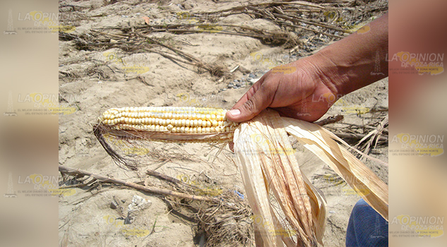 Agoniza el campo mexicano, advierte especialista en agricultura