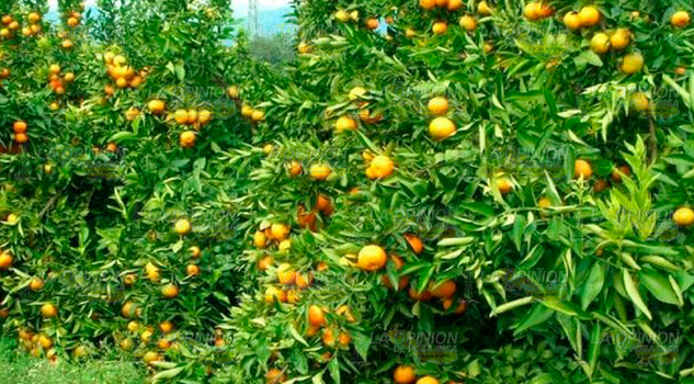 Citricultores a la espera del apoyo prometido por el gobierno Federal y Estatal Citricultores a la espera del apoyo prometido por el gobierno Federal y Estatal