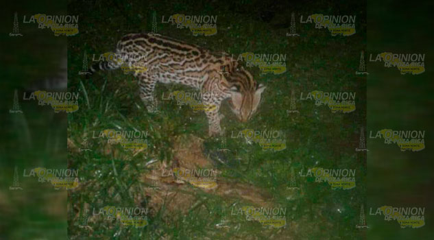 Confirman avistamiento de tigrillo en la comunidad El Cepillo de Gutiérrez Zamora Confirman avistamiento de tigrillo en la comunidad El Cepillo de Gutiérrez Zamora