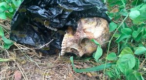 Encuentran un cráneo a orillas de la carretera Martínez - Puente II Encuentran un cráneo a orillas de la carretera Martínez - Puente II