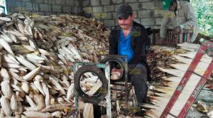 Maiceros de Tuxpan, le sacan el máximo provecho a sus cosechas Maiceros de Tuxpan, le sacan el máximo provecho a sus cosechas