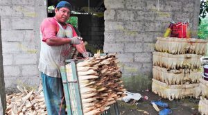 Maiceros de Tuxpan, le sacan el máximo provecho a sus cosechas Maiceros de Tuxpan, le sacan el máximo provecho a sus cosechas