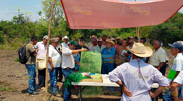 Productores de cítricos en Tihuatlán, a espera de certificación Productores de cítricos en Tihuatlán, a espera de certificación