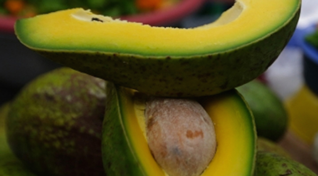 Alertan sobre posible alza en el precio del aguacate; el kilo costaría 130 pesos