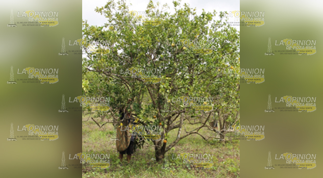 Advierte Sanidad Vegetal: HLB, más amenazante que nunca