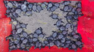 Liberadas casi dos mil tortugas en campamento de Tuxpan