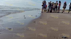 Liberadas casi dos mil tortugas en campamento de Tuxpan