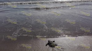 Liberadas casi dos mil tortugas en campamento de Tuxpan