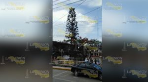 Talan el único pino y árbol del parque de Mecatlán; habitantes molestos