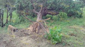 Tornado Afecta a Familias de Cabo rojo