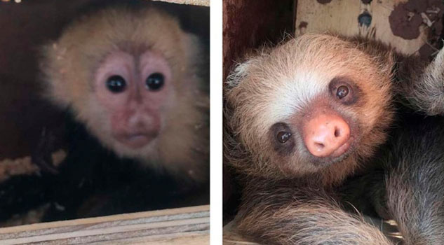 ¡Terrible crueldad! Matan a monos capuchinos bebés y osos perezosos ¡Terrible crueldad! Matan a monos capuchinos bebés y osos perezosos