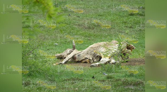 Vacas fulminadas por la ola de calor del primer semestre del año