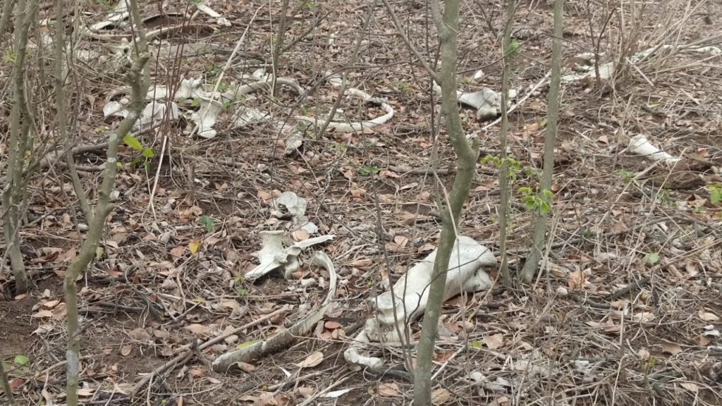 Inicia FGE procesamiento de las 72 fosas ubicadas en La Guapota