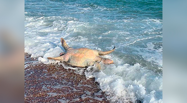 Tortuga, lobo marino y peces muertos tras derrame tóxico de Grupo México