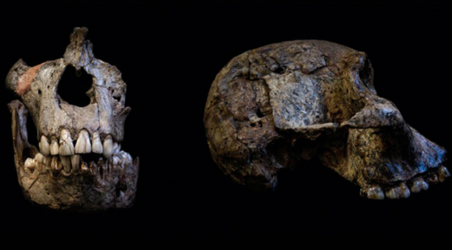 Dientes Revelan que los Humanos Primitivos Amamantaron ¡Hasta 6 años!