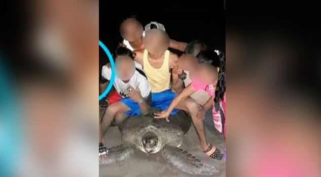 El maltrato a tortugas, una práctica común en playas de Nautla