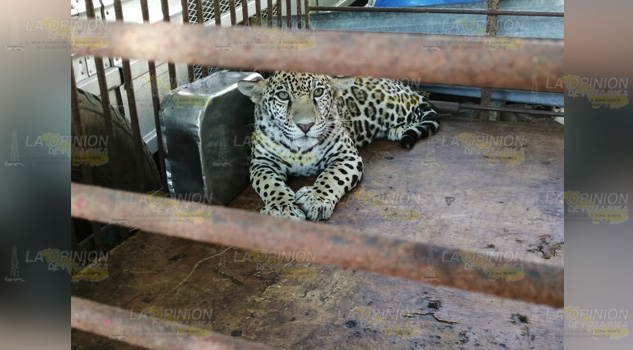 Atacados por un jaguar en Tihuatlan