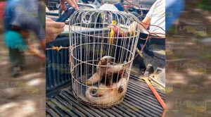 Aumenta rescate de animales en peligro de extinción en hogares de Tihuatlán Aumenta rescate de animales en peligro de extinción en hogares de Tihuatlán
