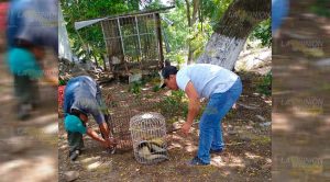 Aumenta rescate de animales en peligro de extinción en hogares de Tihuatlán Aumenta rescate de animales en peligro de extinción en hogares de Tihuatlán
