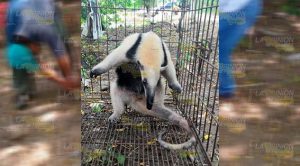 Aumenta rescate de animales en peligro de extinción en hogares de Tihuatlán Aumenta rescate de animales en peligro de extinción en hogares de Tihuatlán