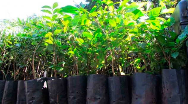 Campaña de reforestación de Apiver supera cien mil arbolitos donados