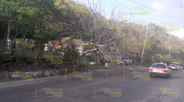 Caída de árbol sobre la carretera Papantla - El Chote causa caos