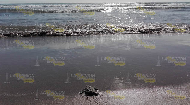 Crecen amenazas contra las tortugas en Barra Norte