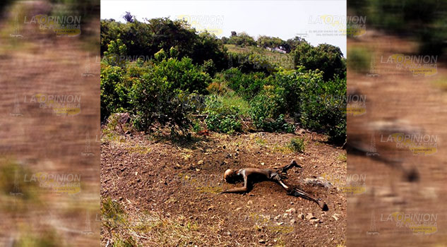 Hallan cadáver en una parcela en localidad de Úrsulo Galván