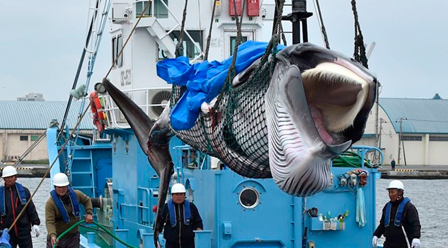 La caza comercial de ballenas se reanuda en Japón La caza comercial de ballenas se reanuda en Japón