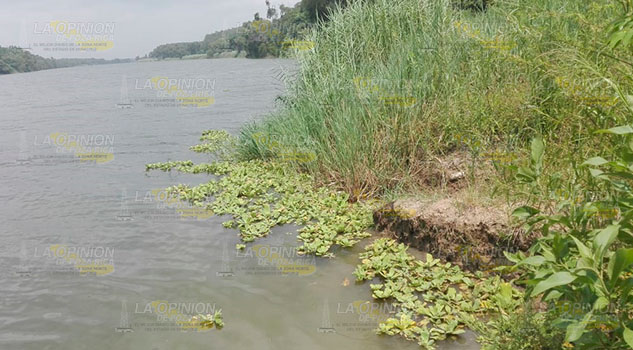 Lirio acuático es una amenaza para el río Tuxpan Lirio acuático es una amenaza para el río Tuxpan