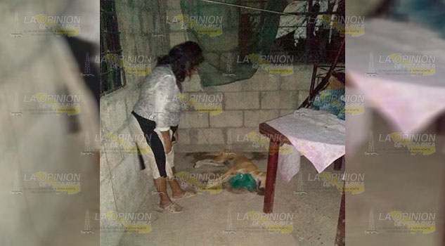 Matan a perro en la localidad Banderas de Tuxpan