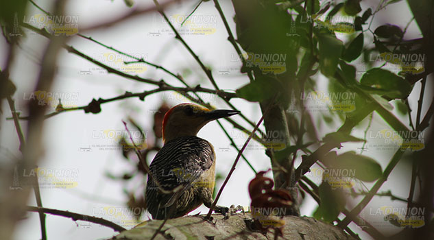 No al cautiverio de fauna urbana en Veracruz