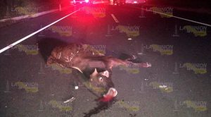 Semoviente provoca fuerte accidente en la autopista Tuxpan - Naranjos