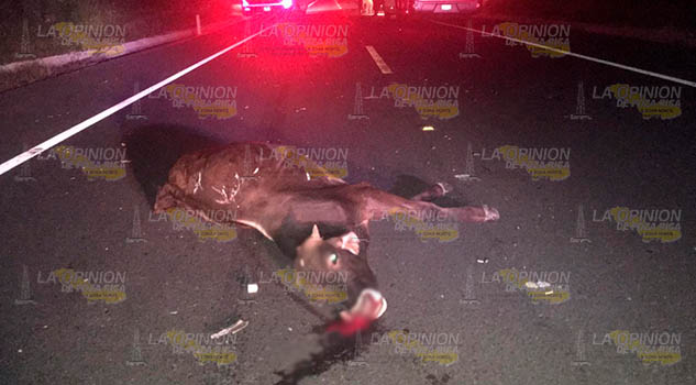 Semoviente provoca fuerte accidente en la autopista Tuxpan - Naranjos