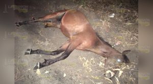 Camión choca con un caballo