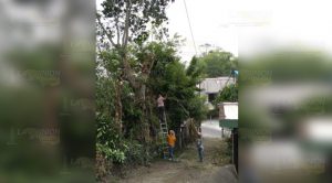 Desraman árboles previó a la llegad de la temporada de huracanes