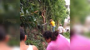 Desraman árboles previó a la llegad de la temporada de huracanes