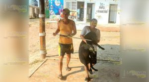 Campaña para esterilizar y salvar perros en situación de abandono en Tuxpan