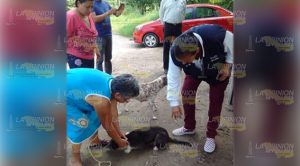Campaña para esterilizar y salvar perros en situación de abandono en Tuxpan