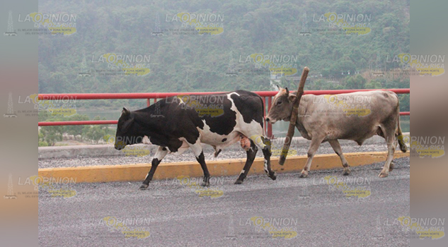 Disminuye movilización de ganado