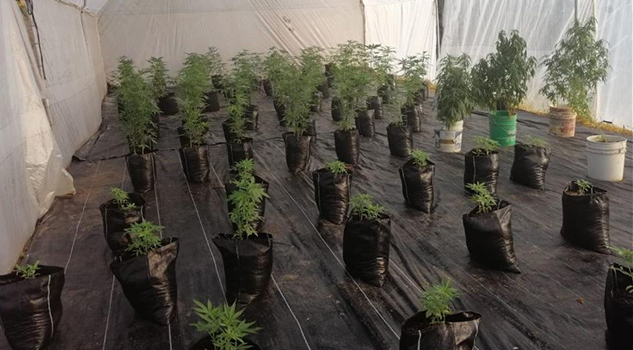 Sedena detecta y destruye invernadero de mariguana en Jalisco