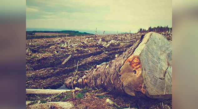 Reportan aumento significativo de deforestación en Brasil