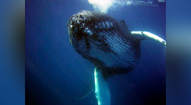 Dos ballenas mueren encalladas en playas de Brasil