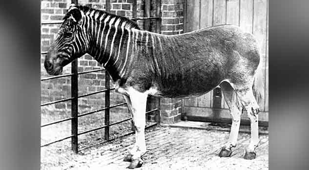 Quagga, el animal extinto hace más de un siglo que intentan revivir